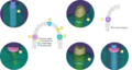 Thumbnail for version as of 15:43, 11 September 2024